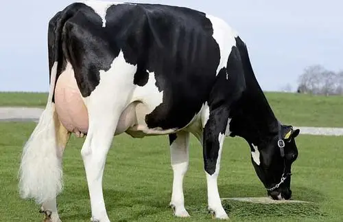 奶牛品种图片大全