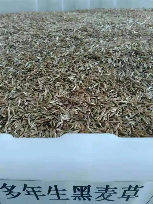 蓝田苏丹草种子价格