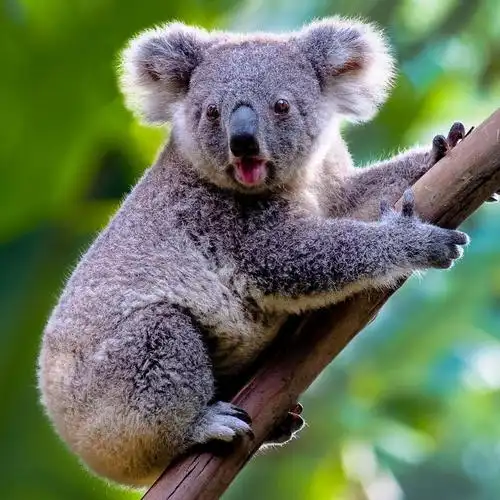 酒店外卖第二弹,上海白斩鸡配北京烤鸭,酸菜鱼当饭吃,滋味真足