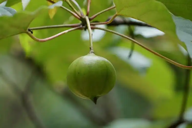 摄)食品安全容易误食的油桐果图片下图为一起事件中患儿误食的桐油果