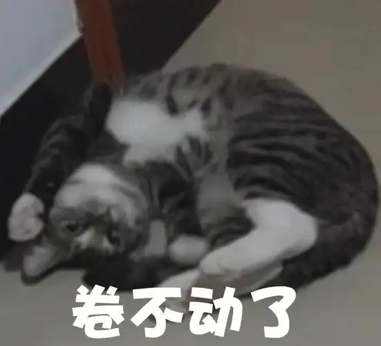 把自家猫猫做成表情包