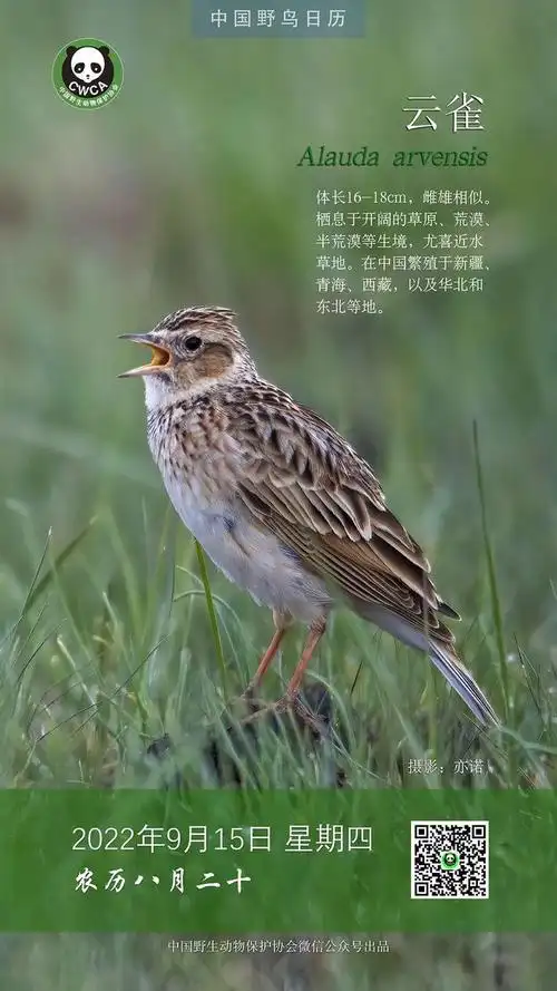 中国野鸟日历丨云雀