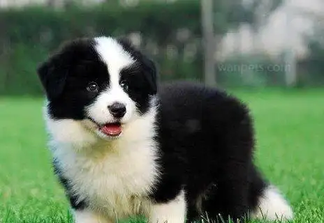 蝴蝶犬和边牧的区别,肉眼可见的区别太明显