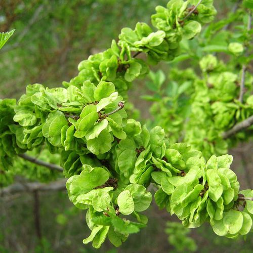 干榆钱烘干工艺野生榆树榆钱干货脱水山野菜河南其它