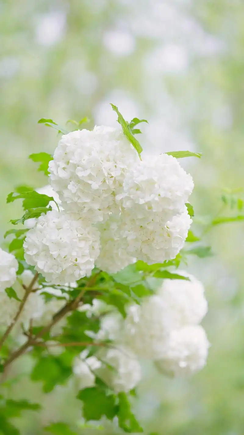 清新素雅绣球花唯美高清手机壁纸