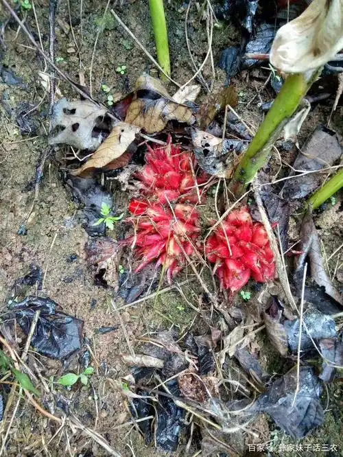 阳荷～一种易种易高产的野菜