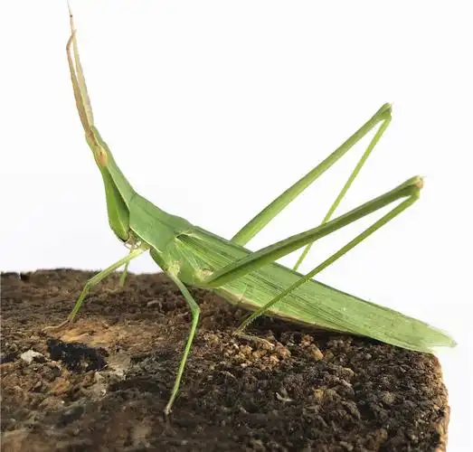 高羽的撒哈拉沙漠