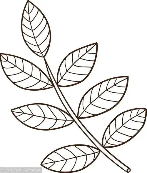 素描叶孤立在白色上