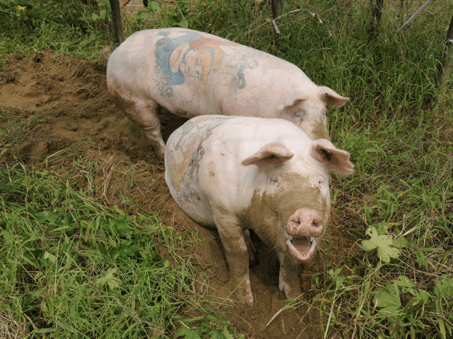 是什么猪让louisvuitton很生气让chanel贡献10万英镑以及猪年最丑设计