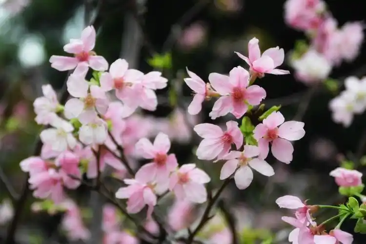 二0一八春花烂漫的广州华农!