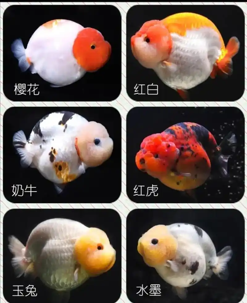 观赏鱼之兰寿金鱼品种花色图鉴.#创作灵感 兰寿花色图鉴 整理 - 抖音