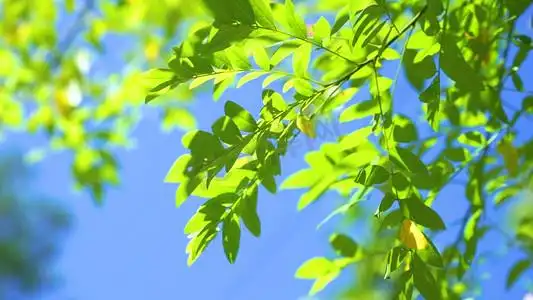 唯美夏日阳光下的绿色植物