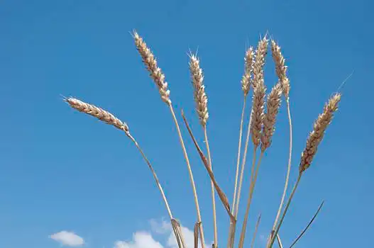 小麦穗图片