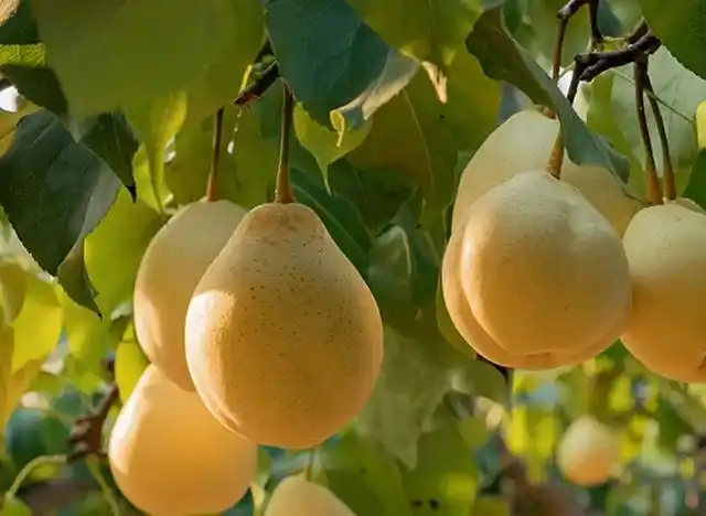 那么,雪梨树在培育过程中有哪些注意事项?