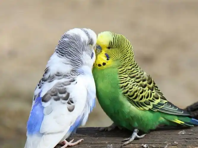 描述: 可爱的虎皮鹦鹉鸟-摄影高清壁纸 当前壁纸尺寸: 1600 x 1200