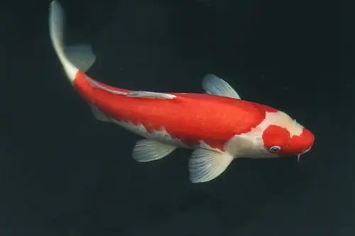 摄影论坛 69 环球数码摄影论坛作品专区 69 生态静物 69 红鲤鱼