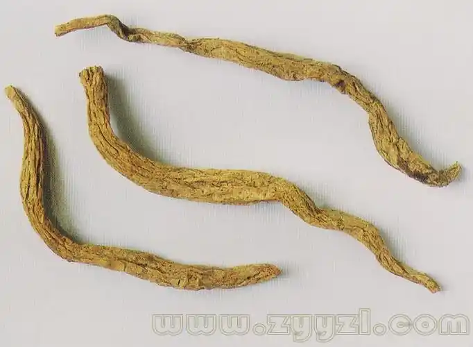 p>蔓生百部,多年生缠绕草本.