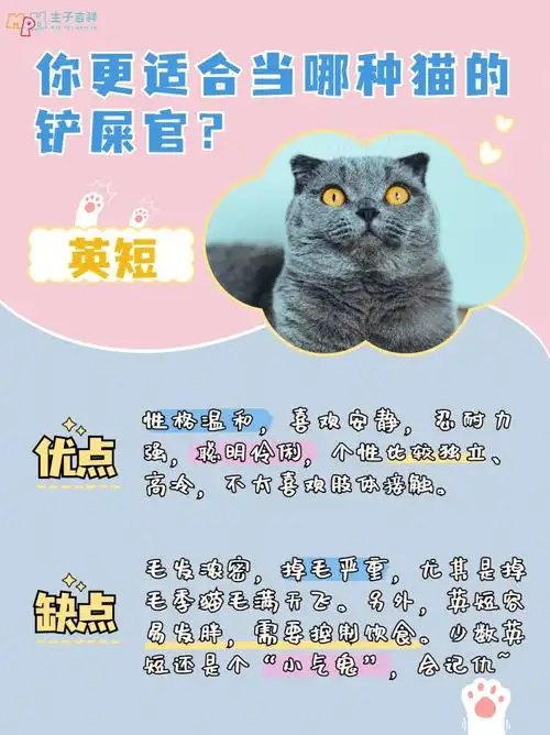 猫咪优缺点对比快看看你适合养什么猫71