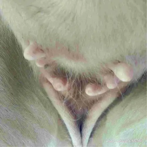 牛有六个奶头的牛好不好