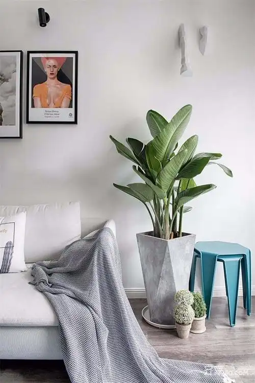 以大白墙为背景,用充满生气的绿植点缀,为室内增添了年轻活力的氛围