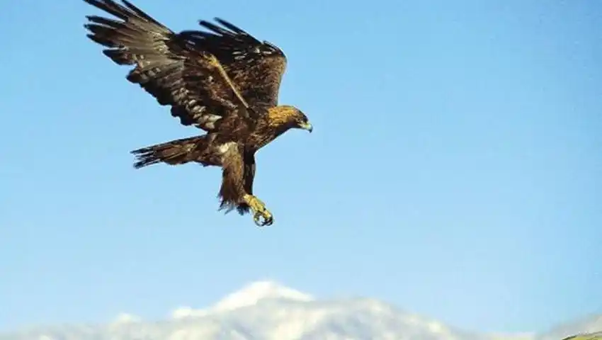 《喀喇昆仑的雄鹰》