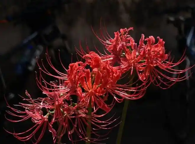 彼岸花也被称为地狱花,传说通往地狱之路上开满了这种植物,它不仅颜色