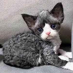 德文卷毛猫纯种幼猫蓝眼黑白开脸不掉毛贵族猫咪虎斑幼崽宠物活体