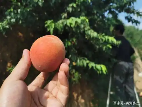 几个人用相机长焦拉过来,你看看这野生山桃,红扑扑的那是相当诱人,站