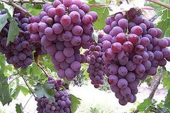 net作者:lsp葡萄大家肯定都吃过,是一种味道甜美的诱人水果,但是在吃