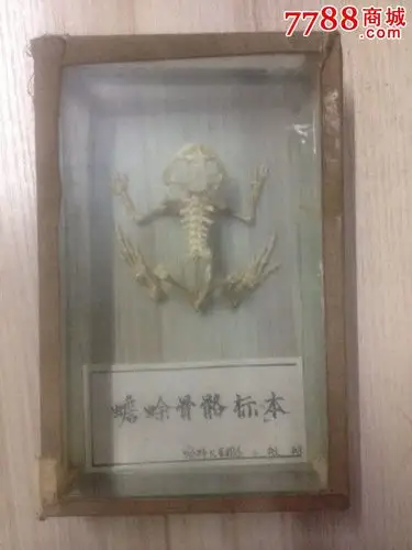 蟾蜍骨骼标本