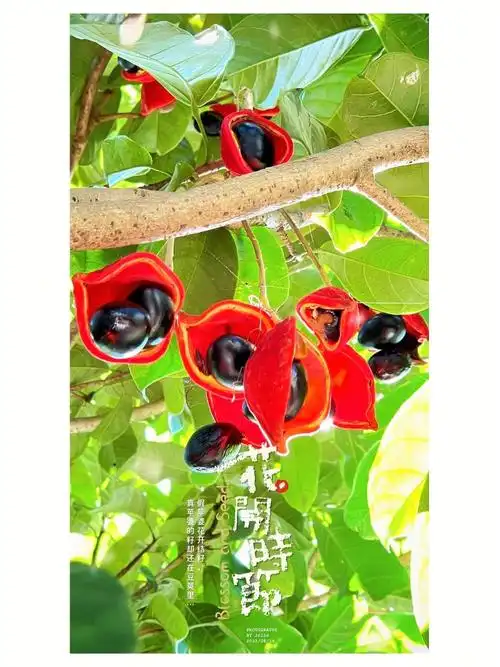 sterculia monosperma*凤眼果的功效与作用*1,养肝胆,明目去翳.