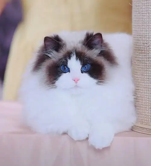 这是我见过最美的布偶猫