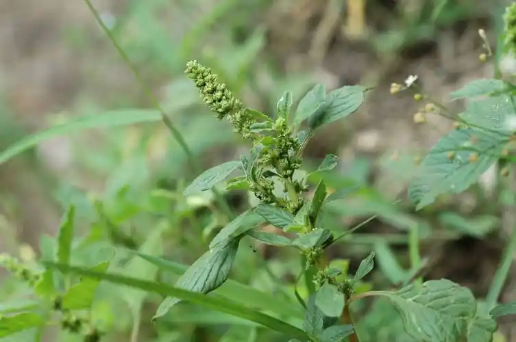银子菜词条图册_百度百科