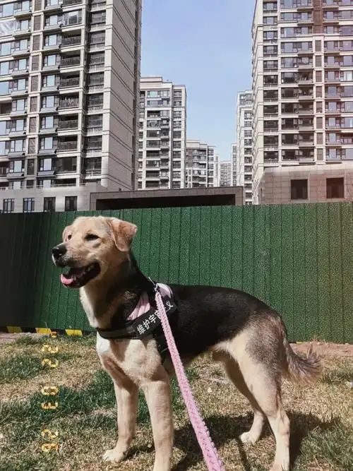 妈妈是黄色,爸爸是黑色 ,一窝里面就他这一个是黄黑杂色,我选中了他