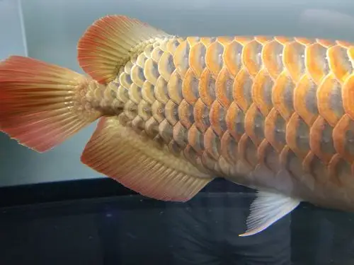 龙鱼尾部鳞底发黑