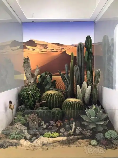 大家来讨论呀,如何开一个沙漠造景缸