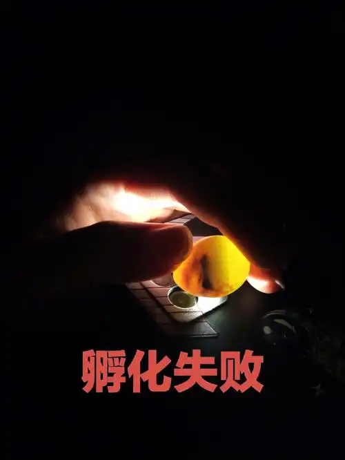 第一次孵化芦丁鸡蛋,一共8颗,7颗受精,今天17天了没动静就照蛋了,然后