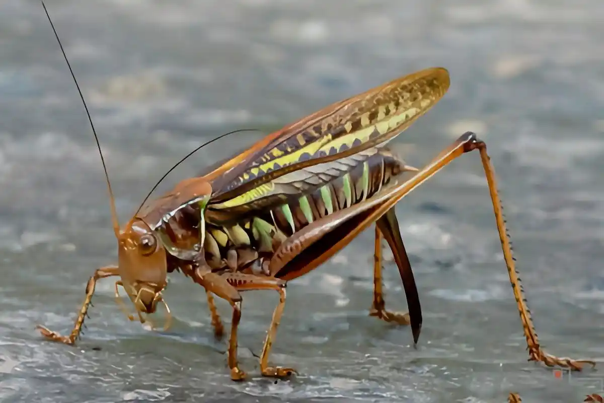 每天认识一种动物——夏蝈 夏蝈别名叫油子,暗褐蝈螽,长翅蝈蝈,原产于