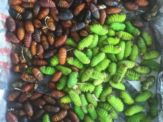 绿蚕的幼虫阶段,外观看起来是比较粗壮且成长桶形,颜色鲜绿色,而蛹