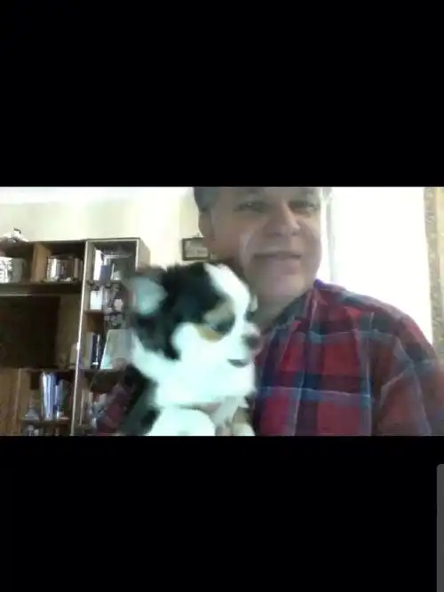 zoom网课之俄国老师深爱的中华犬