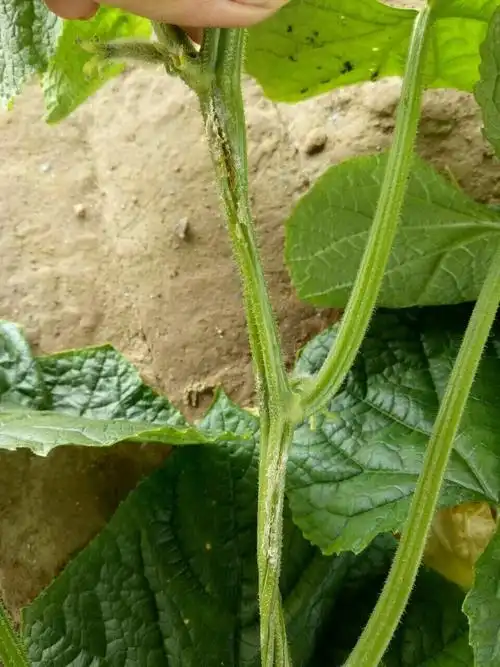 大神们帮忙看看大黄瓜这是什么病