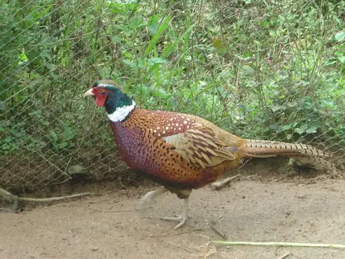 武宁县世贵野山鸡养殖专业合作社--星级店铺-九江网