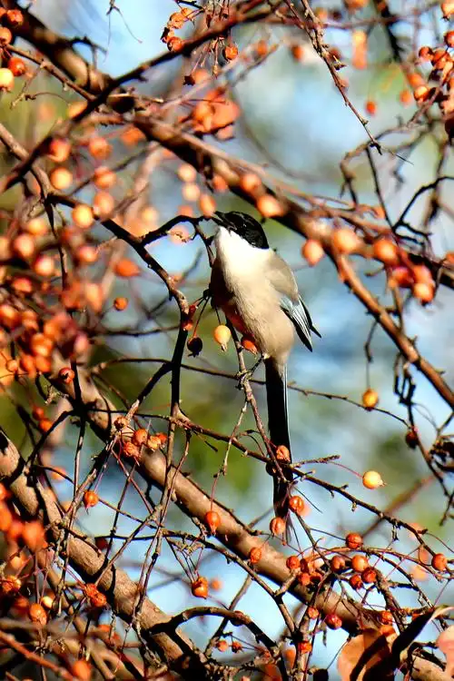 灰喜鹊采食海棠果