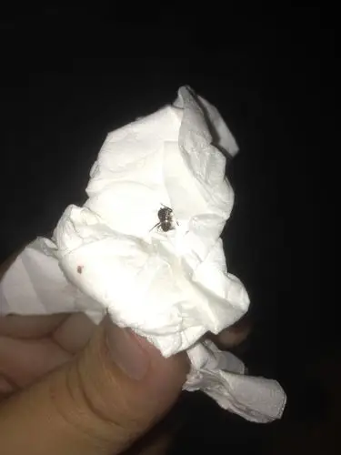 家里最近有好多这种小虫子都是快死了或者死掉的,是不是蟑螂幼虫?有没