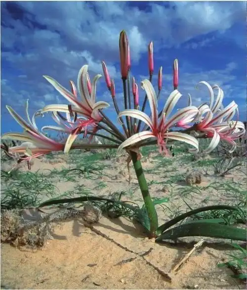 繁花盛开的沙漠