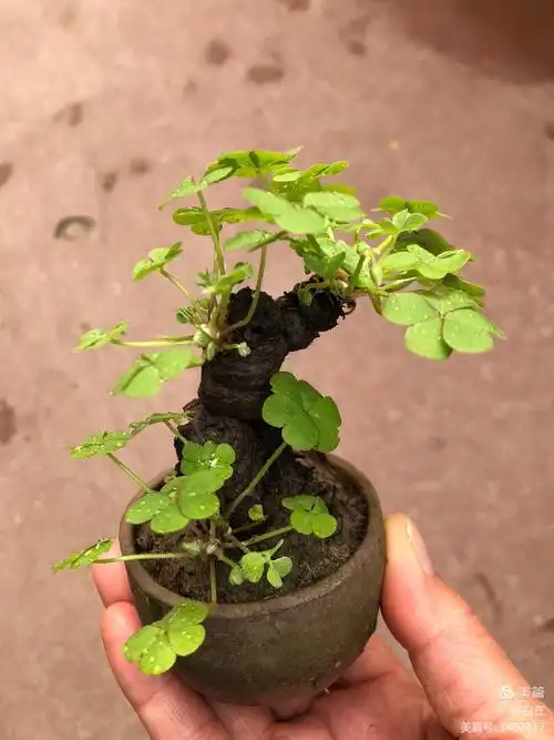 酢浆草居然养成了小老桩?超级喜欢就是有点小贵60元!不买看看得了哈哈