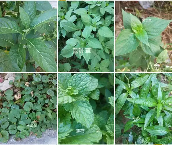 泉州人的草仔茶是随处可见的青草熬成的凉茶