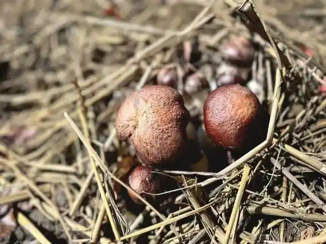 闵行大治河南的一片林子里冒出好多菌菇小编很想知道能吃吗
