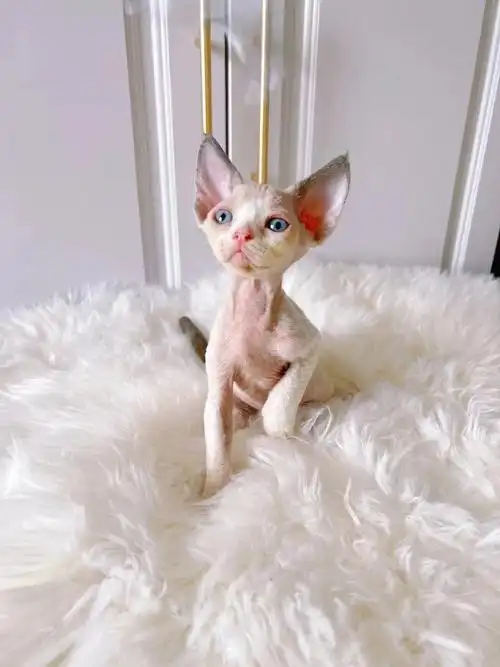 78德文卷毛猫蓝眼妹短脸大眼睛很漂亮一只