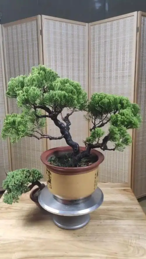 国内老品种,龙柏盆景